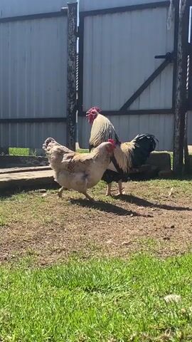 The video shows a rooster crowing in a grassy yard. The rooster is primarily black, white, and gold, with a large red comb on its head. It stands near a white and tan chicken in front of a gray corrugated metal fence. A wooden walkway is also visible next to a grassy area. The sky is clear and bright.