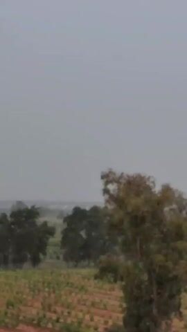 The video displays a slightly blurry, overcast view of a landscape dominated by trees and agricultural fields. In the foreground, several trees with brown foliage stand prominently. Behind them, a cultivated field with neatly arranged rows suggests agricultural activity.  The background features a town or settlement, although it is obscured by the misty weather conditions.  The sky is a uniform gray, indicative of heavy cloud cover.