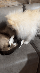 Domestic pets recorded during quiet afternoon moments in Izhevsk home
