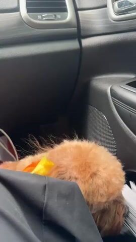 A small, fluffy, light brown dog with a pink harness is sitting in a car. The dog's head is turned and its tongue is hanging out. The camera is positioned from inside the car, looking at the dog. The dog's fur appears slightly messy. The car's interior, including the door panel and speaker, is visible in the background. There are papers or books stacked on the floor of the car next to the dog. The dog seems to be looking towards the camera.