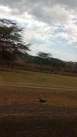 The video depicts a landscape with scattered trees and vegetation. The ground appears dry and brown, with some patches of green. In the background, there are low hills or mountains. The sky is cloudy with patches of blue. The video appears to be taken from a moving vehicle. There are no people visible in the video.