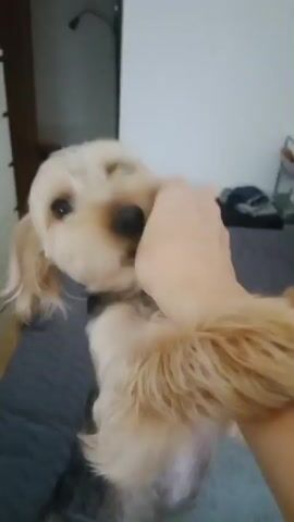 A close-up shot shows a small, light-colored dog with dark eyes being held by a person’s hands. The dog appears to be nipping at the person’s hand, with its mouth open slightly. The background is blurred, but appears to be an indoor setting with a bed and some furniture.