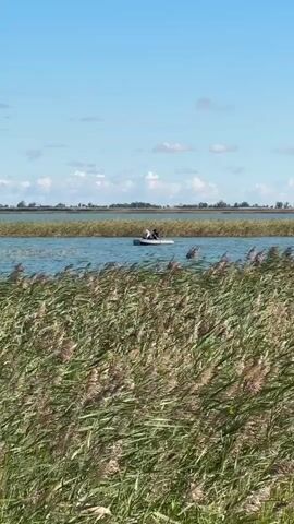 A drone's perspective shows a calm body of water with tall reeds in the foreground. A small inflatable boat with two people is on the water. The sky is blue with a few white clouds. The boat is white and has two people inside. The people appear to be wearing dark clothing. The boat is moving slowly across the water. The reeds are green and brown and sway gently in the breeze. The water is blue and reflects the sky. In the background, there is a thin line of land with some trees. The scene is peaceful and serene.