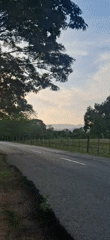 Rural cattle scenes documented in Vallecito, Venezuela countryside