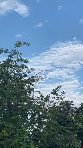 A video shows the moon in the daytime sky, partially obscured by clouds. The moon is a bright white orb, and it is high in the blue sky. There are white clouds scattered across the sky, and some of them are behind the moon. At the bottom of the frame, there are tree branches with green leaves. The video is taken from a low angle, looking up at the sky.