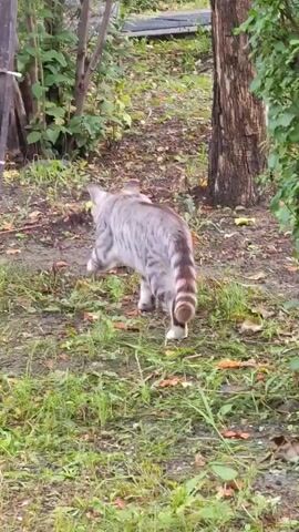 A silver tabby cat with distinctive black rings on its tail walks away from the camera toward the right side of the frame. The cat is in an outdoor setting with trees and green foliage visible in the background. A thin, light-colored hose runs vertically along a dark pole in the foreground, slightly to the left of the cat. The ground is covered with dirt, grass, and fallen leaves. Another animal, possibly a cat, is visible in the upper left corner of the frame. The lighting suggests an overcast day.
