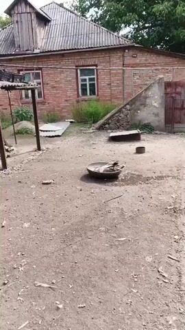 A goose is standing in a shallow metal basin filled with water. The goose has gray and white feathers and a long neck. The goose is in a dirt yard in front of a brick building. The building has a slanted roof and a window. There is a pile of rubble in the background. The video is shaky and the focus is not sharp.