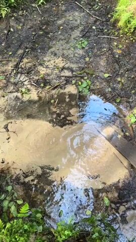 A close-up, overhead shot shows a muddy puddle on a forest floor. The puddle is a murky, light brown color with swirling patterns of lighter and darker shades. Green leaves and twigs are scattered around the edges of the puddle and on the surrounding ground, which is dark and damp. A wooden plank is visible on the right side of the frame, partially submerged in the water. The water is disturbed in the center, creating ripples and a vortex-like effect. The scene suggests a natural outdoor environment, possibly after rain.