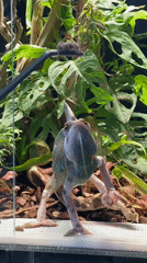 Veiled chameleon feeding time in a home terrarium