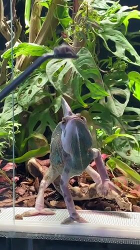 Veiled chameleon feeding time in a home terrarium