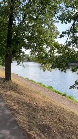 The video pans from left to right along a paved walkway next to a grassy embankment. A large tree with green leaves is prominently featured on the left side of the frame. Beyond the embankment is a wide body of water, possibly a river or canal, with ripples on the surface. Trees line the opposite bank of the water, and the sky above is blue with scattered white clouds. The scene appears to be outdoors on a sunny day. There are no people or distinct objects visible in the water or on the opposite bank.