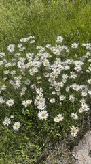 Daisy patch documented in grassy area near concrete