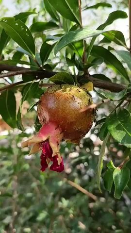The media file displays a close-up, vertical shot of a young pomegranate fruit hanging from a branch, surrounded by lush green leaves. The pomegranate is small and round, with a mottled skin of green, yellow, and reddish hues, indicative of its early stage of development. At its blossom end, remnants of crimson petals are still visible, clinging to the fruit. Several small, dark ants are actively crawling on the surface of the pomegranate and the surrounding leaves, suggesting a natural interaction within the environment. The background is softly blurred, featuring more foliage and the suggestion of a bright, possibly sunny, day. The lighting suggests it is daytime, with natural sunlight filtering through the leaves, creating highlights and shadows. The overall impression is one of a natural, organic scene, possibly in a garden or orchard. There is no visible text in the media file. The location context provided is Erkin, Uzbekistan.