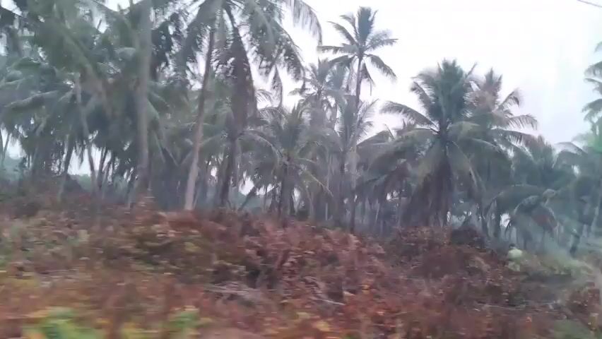 The video shows a landscape with many coconut trees under a cloudy sky. The ground is covered with dry brush and some plants. In the middle of the frame, a person in a green shirt is standing, facing away from the camera and towards the trees. To the right, a pickup truck is visible, carrying a blue tank and a stack of what appear to be bags of goods on its bed. The truck is moving, indicated by the blurred motion of the trees and the truck itself. The overall atmosphere appears to be overcast or possibly a bit hazy.