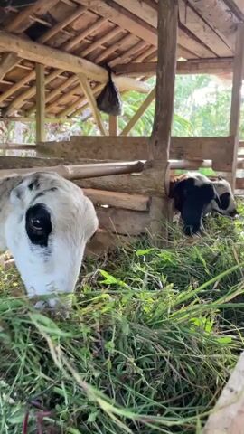 A close-up video shows two sheep in a wooden pen. The sheep in the foreground is white with black markings around its eyes and nose. It is eating grass. The sheep in the background is mostly black with white markings on its face and is also eating grass. The pen has a thatched roof supported by wooden beams. Outside the pen, foliage and trees are visible.