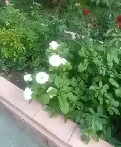 This media file captures a close-up view of a garden bed filled with lush green foliage and several blooming red roses. The roses are the primary focus, with their vibrant red petals contrasting against the surrounding greenery. In the foreground, to the left, there are some white flowers, possibly vincas, adding another splash of color. The garden appears to be well-maintained, with healthy leaves and flowers.

The scene is outdoors, likely in a garden setting, possibly a public space given the tiled border visible at the bottom left, suggesting a walkway or planter edge. The lighting suggests it could be daytime, with natural light illuminating the flowers and plants. There are no people or specific objects other than the plants themselves. The overall impression is one of natural beauty and a peaceful garden environment. There is no visible text in the media file.