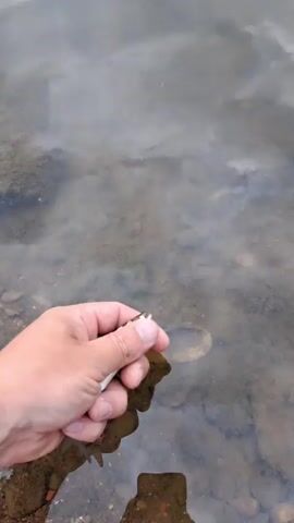 A person's hand is submerged in shallow, murky water and holds a small, silver fish. The hand then releases the fish into the water, creating ripples. The fish swims away. The environment appears to be a natural body of water with a rocky bottom.