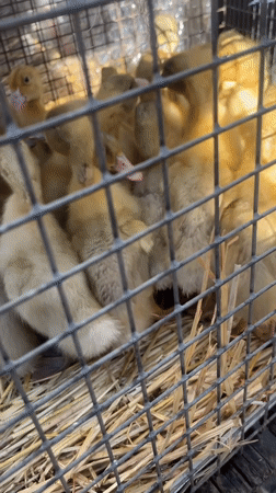 Young poultry observed in wire cages in Odesa