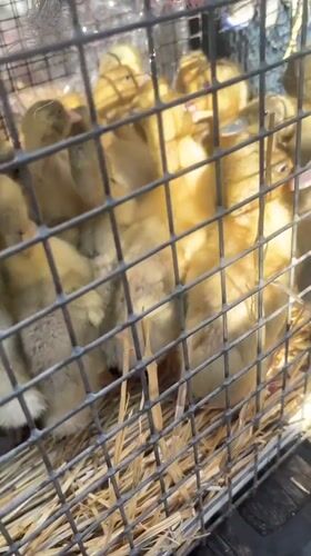 Young poultry observed in wire cages in Odesa