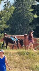 Summer lake day with swimming, paddleboarding and donkey in Malakhovka