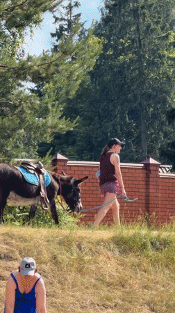 Summer lake day with swimming, paddleboarding and donkey in Malakhovka
