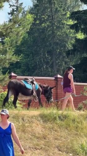 Summer lake day with swimming, paddleboarding and donkey in Malakhovka