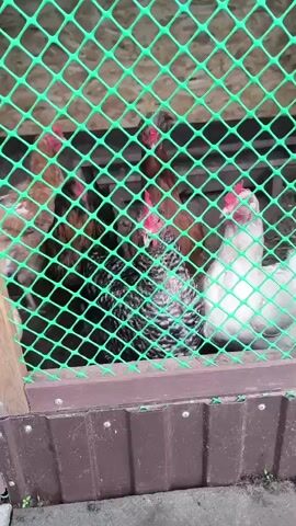 This video shows several chickens in an enclosure. The chickens are of various colors, including white, black and white, and brown. They are standing behind a green mesh fence, and appear to be looking towards the camera. The enclosure appears to be made of wood and metal. The ground outside the enclosure is visible, and appears to be dirt or gravel. The video is shot from a close-up perspective, with the fence dominating the foreground. The lighting is natural, suggesting daylight.