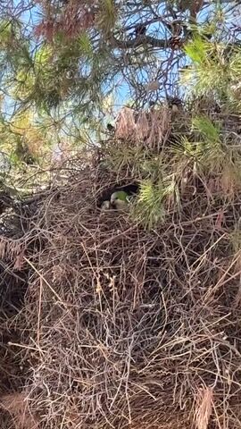 The video shows a close-up view of a bird's nest, intricately woven from dry twigs and branches, nestled within the dense foliage of a pine tree. The nest is situated in a bright, sunlit environment, suggesting it's daytime. The blue sky is visible through the gaps in the pine needles, indicating clear weather.

Within the nest, two young birds, likely fledglings, are visible. They are predominantly green in color, with some darker markings on their backs. One of the birds is partially obscured by the nest material, while the other is more clearly seen, its head turned slightly. The birds appear to be resting or waiting, their small forms nestled together.

The overall scene evokes a sense of nature's quiet moments, capturing a glimpse of wildlife in its natural habitat. The focus is on the delicate structure of the nest and the vulnerability of the young birds it shelters, highlighting themes of growth and parental care. The rich textures of the nest and the vibrant green of the birds stand out against the sun-drenched backdrop of the pine tree. No text is visible in the media.