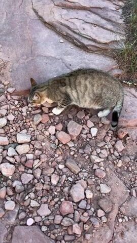 The video shows a tabby cat on a rocky surface. The cat is gray and brown with a striped pattern and white paws. It is walking around and sniffing the ground. The ground is covered in small, reddish-brown rocks and some larger flat stones. There are also patches of grass and other vegetation visible. The cat appears to be exploring its surroundings.
