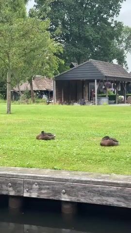 A group of ducks are resting on a grassy lawn next to a wooden dock. One duck in the foreground is standing and preening its feathers, while several other ducks are lying down and appear to be sleeping. In the background, there are trees, a building with a dark roof and siding, and a residential structure with a lighter-colored roof. The sky is overcast.
