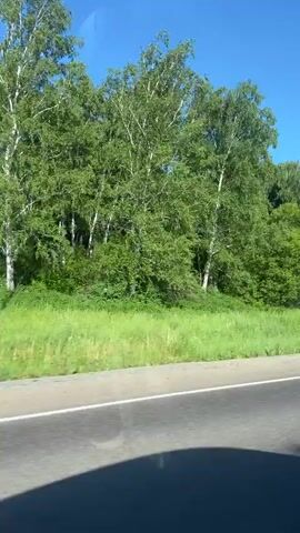 The video shows a view from a moving vehicle on a sunny day, with a clear blue sky. The camera is positioned to capture the scenery outside the vehicle. In the foreground, there is a paved road with a white line marking the lane. A metal guardrail runs along the side of the road, separating it from a grassy area. Beyond the grass, a dense line of lush green trees, predominantly birch trees with their distinctive white bark, forms a backdrop. The trees are full of leaves, suggesting it is likely springtime or summer. A tall, slender streetlight stands amongst the trees. The overall impression is of a scenic drive through a natural, wooded area.