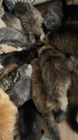 This media file is a video showing a pile of cats huddled together, seemingly eating from a common source or interacting closely. The cats are of various breeds and colors, including tabby, grey, black, and ginger. Their fur appears fluffy and well-groomed, suggesting they are domestic pets. The setting appears to be indoors, with a wooden floor visible and possibly some clutter or blankets in the background. The lighting is dim, suggesting it could be nighttime or a dimly lit room. The cats are focused on each other or their activity, and there is no visible human interaction. The overall impression is one of a cozy, communal gathering of felines. No text is visible in the video.