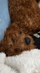 Woman relaxes with laptop and poodle companion in Montenegro