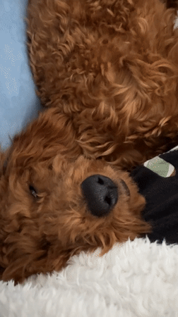 Woman relaxes with laptop and poodle companion in Montenegro