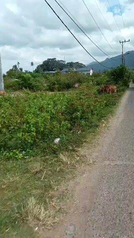 A video shows a roadside view with two cows grazing in a grassy area next to a paved road. Overhead power lines are visible, along with a utility pole and a distant mountain range. The sky is cloudy. A motorcycle is seen in the distance on the road. The ground in the grassy area appears littered with some plastic waste.
