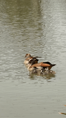 People and pets enjoy quiet lakeside moments in Tel Aviv