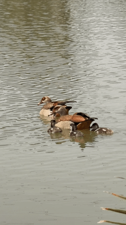 People and pets enjoy quiet lakeside moments in Tel Aviv