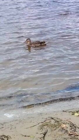 A duck swims in the water near a sandy shore. The duck is brown and white and is facing to the left. The water is calm and there are some ripples on the surface. The shore is made of sand and small pebbles, with some twigs and leaves scattered on it. The scene appears to be outdoors during the daytime.