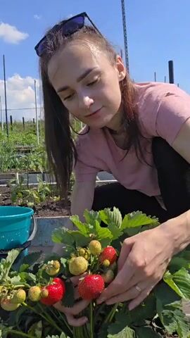 A woman in a pink shirt and black pants crouches in a garden, holding a strawberry plant with several red and green strawberries. She is wearing sunglasses pushed up on her forehead and has her hair pulled back in a ponytail. The background shows more garden beds and a blue sky. She is examining the strawberries on the plant.