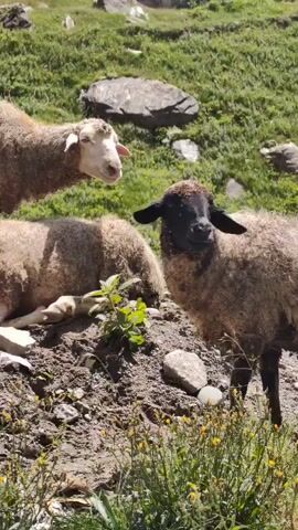 A flock of sheep are grazing on a grassy mountainside with rocky terrain. A few structures are visible in the background. The sheep are of varying colors, with some appearing to be a light brown or white, while others are darker brown or black. One sheep in the foreground has a black face. The landscape suggests a high-altitude or mountainous region, with a large peak visible in the distance. The lighting indicates it is daytime, likely sunny.