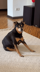 Miniature Pinscher's lazy morning at a Chelyabinsk apartment