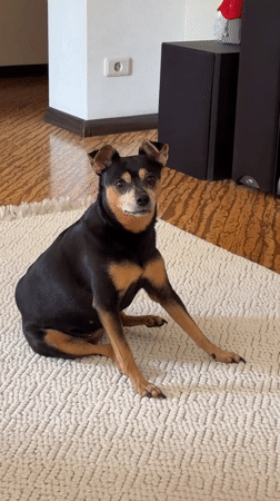 Miniature Pinscher's lazy morning at a Chelyabinsk apartment