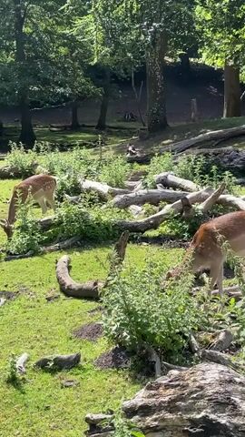 Two deer are grazing in a grassy area with trees in the background. Fallen logs and branches are scattered throughout the scene. The deer have spotted coats and are eating at the grass and plants. The sun is shining, creating dappled light on the ground. The environment appears to be a forest or park.
