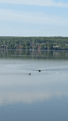 Morning wildlife activity observed at Votkinsk lakeside recreational area