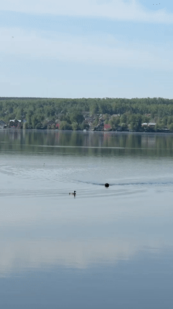 Morning wildlife activity observed at Votkinsk lakeside recreational area