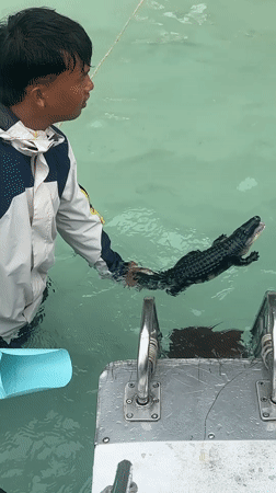 Tourists encounter monkeys, alligator at Thailand beach paradise