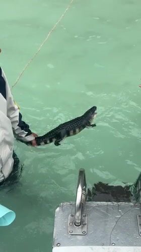 Tourists encounter monkeys, alligator at Thailand beach paradise