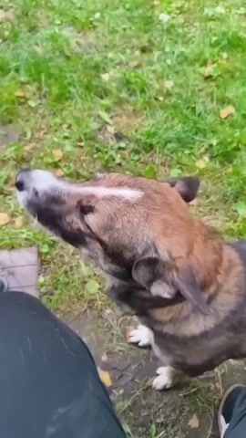 This video captures a close-up, POV shot of a dog interacting with its owner in an outdoor setting. The dog, a medium-sized breed with brown and black fur, is the primary subject. It's looking up, its mouth open and teeth visible, suggesting it might be barking or playfully nipping. The owner's legs, clad in dark pants, are visible in the foreground, and their hand with bright pink nail polish is seen reaching out to pet the dog. The background consists of green grass and scattered autumn leaves, indicating an outdoor environment, likely a yard or park, in Russia given the provided location context. The lighting suggests it's daytime, possibly overcast or late afternoon, given the soft light. The overall mood seems playful and affectionate between the dog and its owner. There is no visible text in the video.