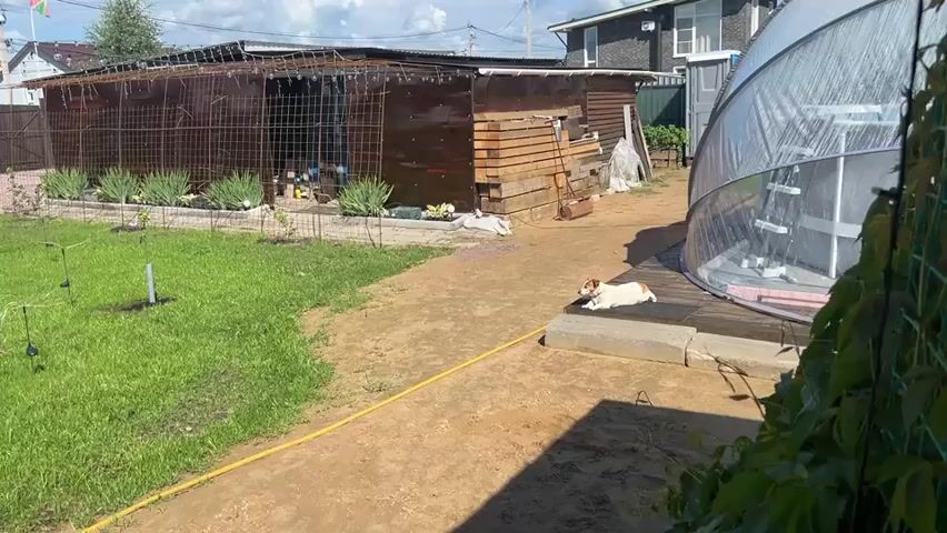 The video shows a backyard scene on a sunny day, likely in Mar'ino, Russia. The main subjects are two small dogs, appearing to be Jack Russell Terriers, and a rustic outdoor structure with a wire mesh enclosure.

The scene unfolds in a typical dacha-style backyard. In the foreground, a patch of green grass is being watered, indicated by the presence of a yellow hose and several sprinkler heads. One dog is actively playing on the grass, sniffing around the sprinklers. In the background, a long, brown wooden structure with a metal roof and wire mesh sides serves as an enclosure, possibly for animals. Inside, several bags and other objects are visible. A second dog is resting on a concrete slab in front of a large, clear plastic dome structure, which might be a greenhouse.

The time of day appears to be midday, given the bright sunlight casting shadows. The weather is clear and sunny, suitable for outdoor activities. The overall atmosphere is relaxed and peaceful, with the dogs enjoying the yard. There are no visible text elements in the video. The presence of dacha-style houses and fences in the background further suggests a Russian rural or suburban setting.