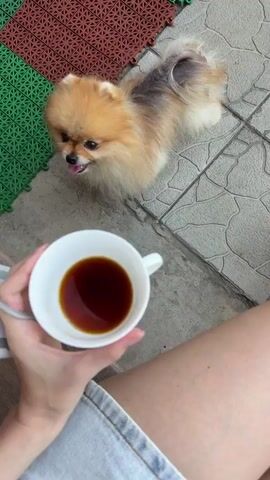 A pomeranian dog is shown sitting on a tiled floor. A person's hand is holding a white cup of dark liquid, possibly coffee. The dog is looking at the cup. The background consists of floor tiles and a section of interlocking rubber mats, one red and one green. The dog's fur is fluffy and a mix of tan and darker brown/gray. The person's leg is visible in the foreground, wearing denim shorts.